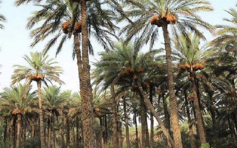 اتمام برداشت خرما در سیب و سوران