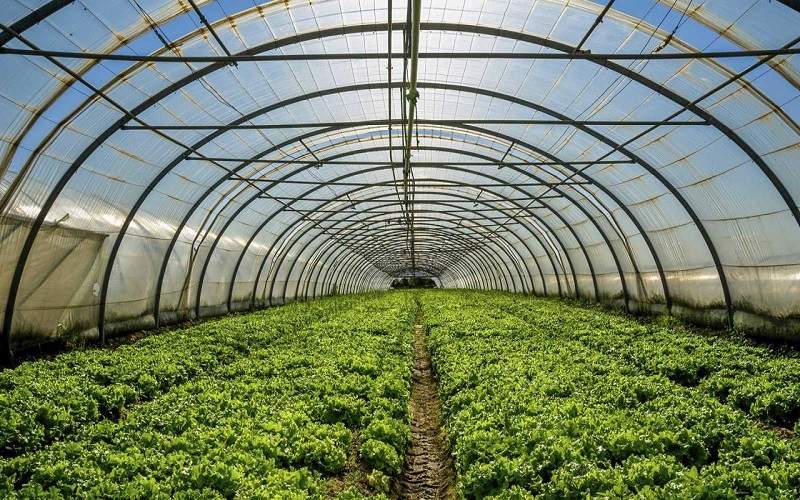 برداشت ۲۵ هزار تن محصول گلخانهای در سیبوسوران