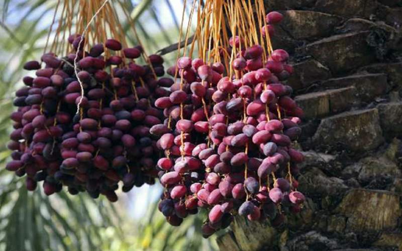 خرمای سراوان در مسیر شکوفایی تولید و صادرات