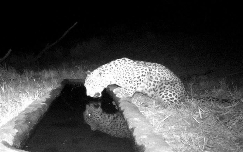 ثبت رسمی حضور پلنگ ایرانی در ارتفاعات بیرک