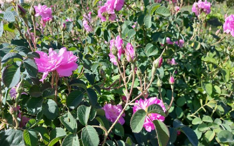 صادرات محصولات گلخانه‌ای سیستان‌وبلوچستان به بازارهای جهانی