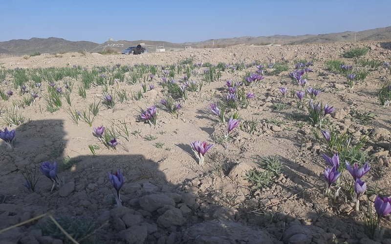 زعفران قهرمان سازگاری با اقلیم خشک سیستان‌وبلوچستان