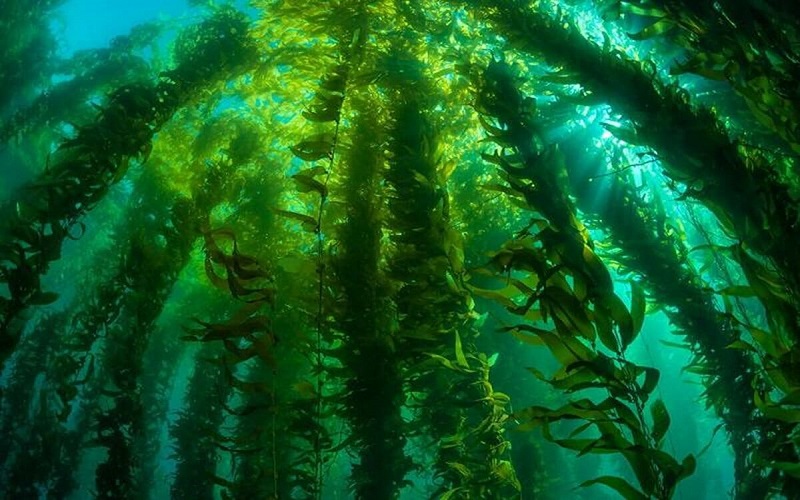 جلبک دریایی گنج پنهان سواحل جنوب