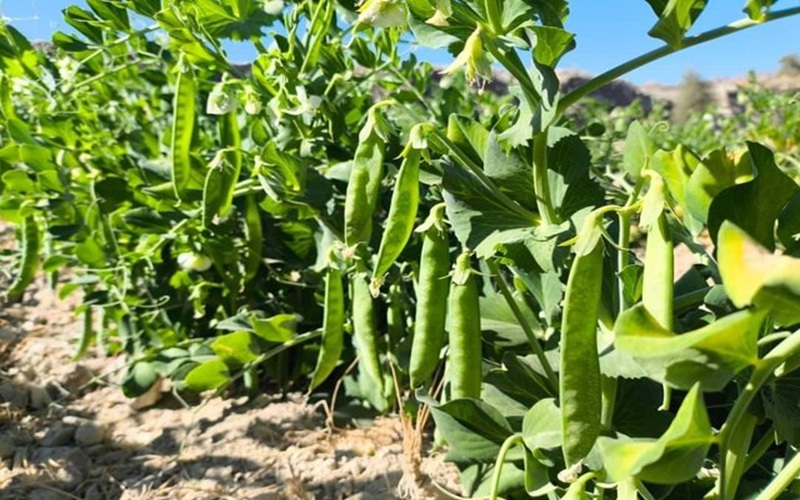 نخودسبز نویدبخش رونق اقتصادی شهرستان سرباز