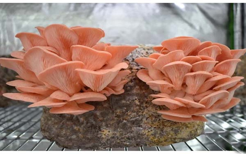 اولین برداشت قارچ صدفی آموزش را به ثمر نشاند