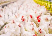 سیب و سوران، پیشرو مرغداری سیستان‌وبلوچستان