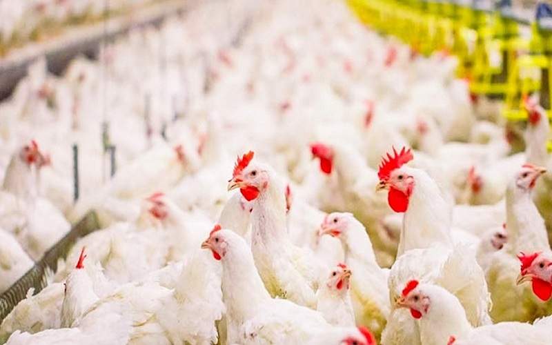 سیب و سوران، پیشرو مرغداری سیستانوبلوچستان سیب و سوران، پیشرو مرغداری سیستانوبلوچستان