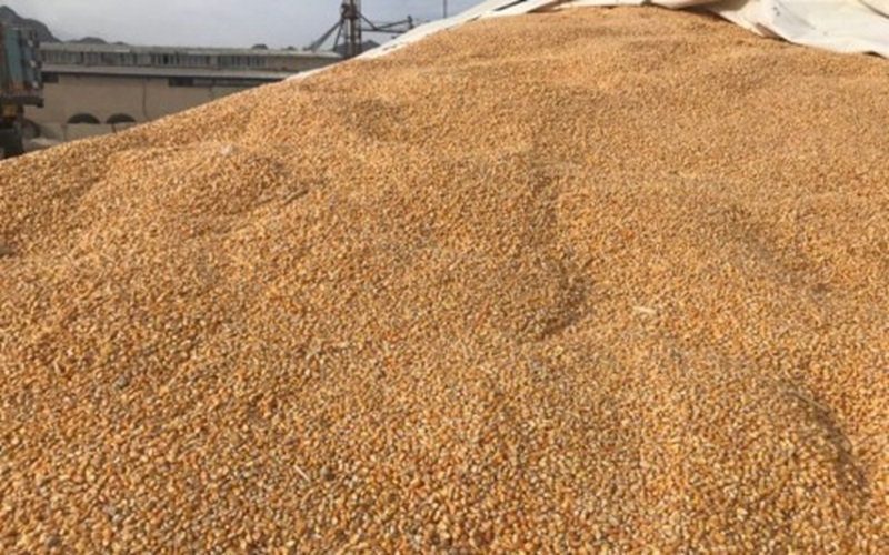 توزیع گسترده آرد و نهادههای دامی میان عشایر توزیع گسترده آرد و نهادههای دامی میان عشایر