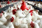 جهش تولید گوشت مرغ در سیستانوبلوچستان