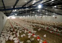 مرغداری‌های سیستان‌وبلوچستان در مسیر توسعه و افزایش تولید