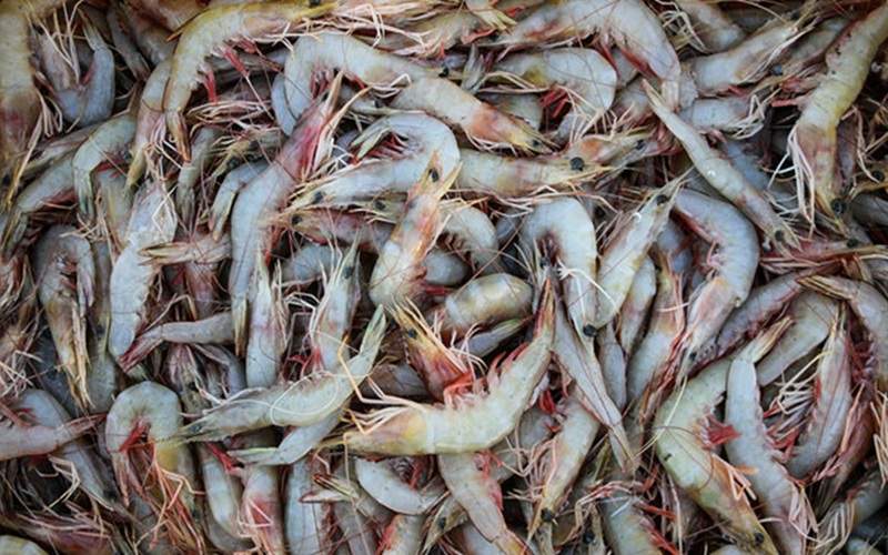 مکران، پیشتاز توسعه آبزیپروری و اقتصاد دریامحور ایران مکران، پیشتاز توسعه آبزیپروری و اقتصاد دریامحور ایران