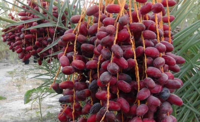نخلستانهای سراوان، تپش اقتصاد جنوبشرق ایران