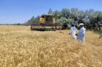 ۲۱ هزار تن خرید گندم نان در سیستان‌وبلوچستان