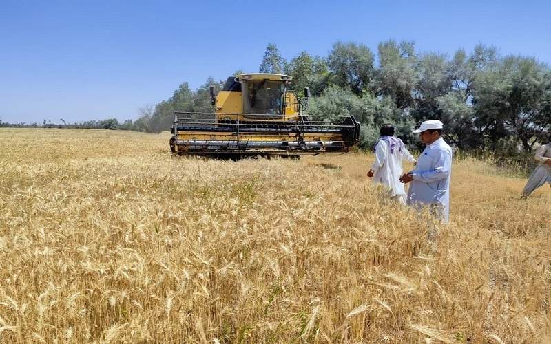 ۲۱ هزار تن خرید گندم نان در سیستانوبلوچستان