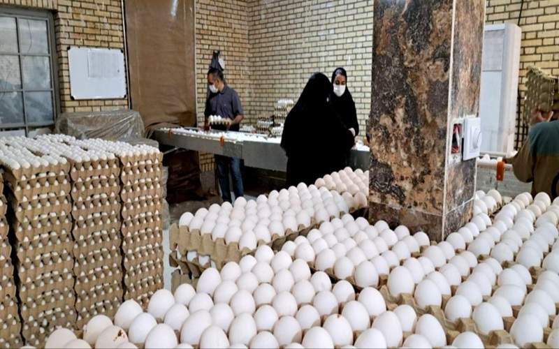 تولید تخممرغ در زاهدان از مرز ۵۰۰ تن گذشت تولید تخممرغ در زاهدان از مرز ۵۰۰ تن گذشت