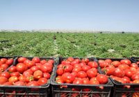 گوجه‌فرنگی خارج از فصل، فرصت طلایی سودآوری خاش