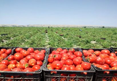گوجه‌فرنگی خارج از فصل، فرصت طلایی سودآوری خاش