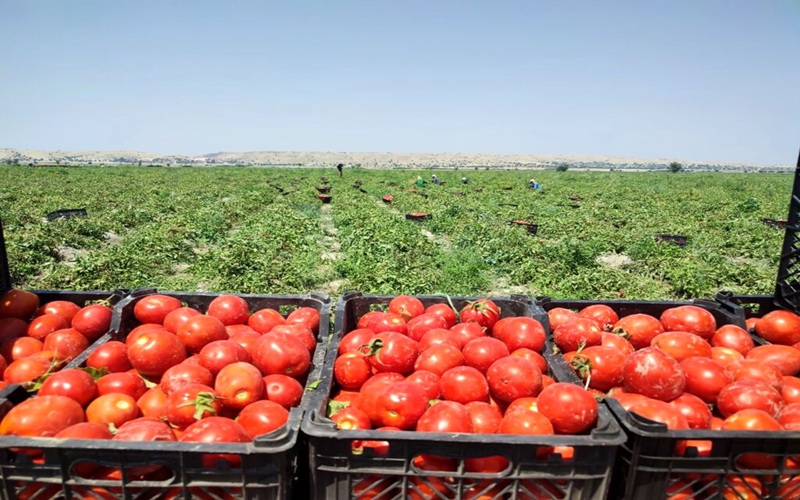 گوجه‌فرنگی خارج از فصل، فرصت طلایی سودآوری خاش
