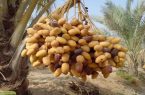 واسطهها سهم نخلداران دلگان را کاهش دادند