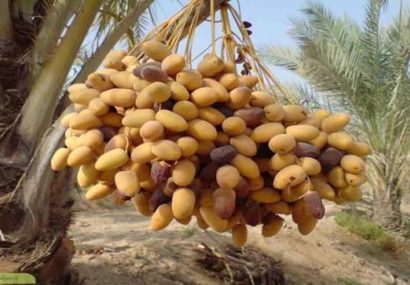 واسطهها سهم نخلداران دلگان را کاهش دادند