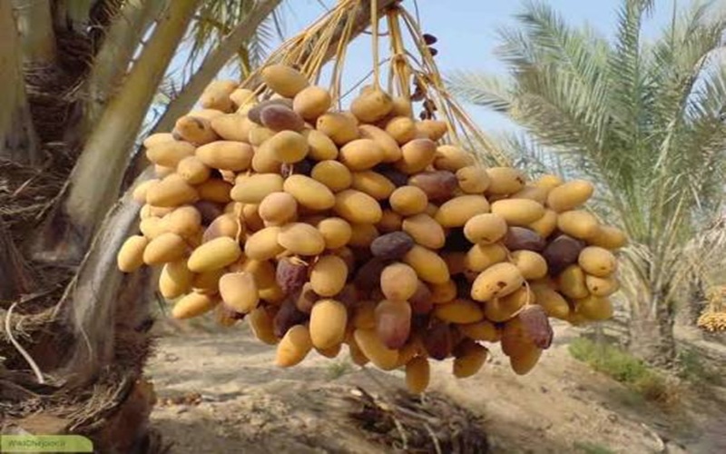 واسطهها سهم نخلداران دلگان را کاهش دادند