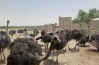 توسعه مزارع صنعتی شترمرغ در هیرمند