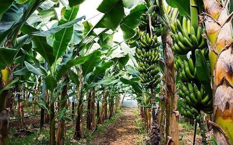 میوههای گمشده چابهار در مسیر تولید تا صادرات