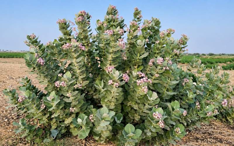 اِستَبرَق، گنجینه بومی سراوان میان طبیعت و صنعت اِستَبرَق، گنجینه بومی سراوان میان طبیعت و صنعت