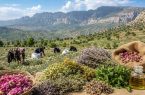گیاهان دارویی، گنج پنهان بلوچستان